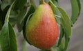 Louise Bonne of Jersey Pear Seeds - 25+ Pack - Organic Garden Seeds - Pyrus communis - USA