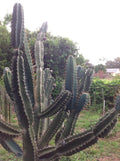 Cereus Peruvianus Repandus Seeds - 50 Peruvian Apple Cactus Seeds for Planting - Easy to Grow Cactus Seeds