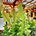 Live Fishbone Cactus – 6" Tall in 2" Pot – Rare Zigzag Succulent – Easy Care – Epiphyllum anguliger
