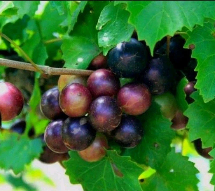 Muscadine Grape Plant Cuttings - 5 Male + 5 Female - Southern Native Wild Fruit (Vitis rotundifolia)