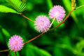 Sensitive Plant Seeds - 100 Pack - Exotic Flower - Mimosa pudica - Grow Unique Garden Plants