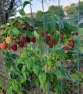 Thornless Raspberry 3 Plant - Joan J Variety - Medicinal Plant - Rubus idaeus