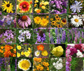 Wildflower Mix Cascade Perennial Seeds - 1 Oz Bulk - Colorful Native Flower Blend for Gardens (Scientific Name: Various)