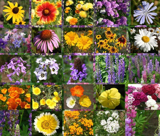Wildflower Mix Cascade Perennial Seeds - 1 Oz Bulk - Colorful Native Flower Blend for Gardens (Scientific Name: Various)