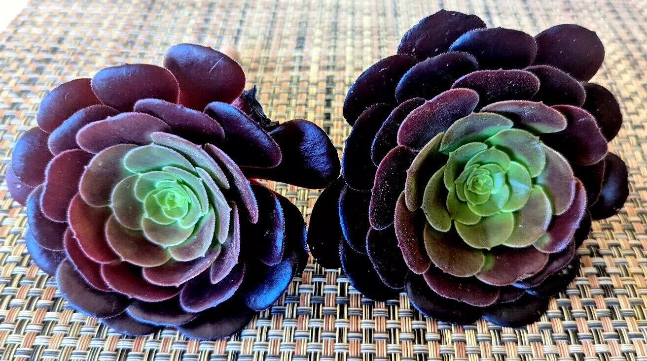 AEONIUM "BLACK ROSE" Cuttings - 4" Diameter - Succulent Plant Variety for Indoor or Outdoor Gardening
