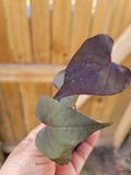 IPOMOEA BLACK HEART Live Plant | 1 Trailing Sweet Potato Vine | Annual | Well Rooted | Black Heart Variety