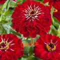 Zinnia Seeds - Dahlia Flowered Meteor Red - Zinnia elegans - Vibrant Annual Flower Seeds for Garden and Containers