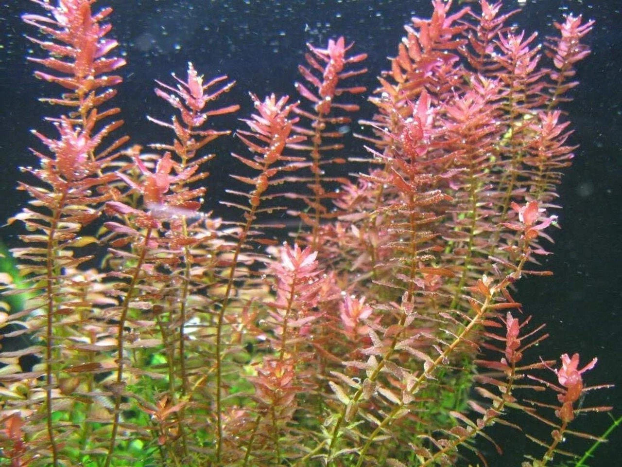 Rotala Indica 7 Stems - Easy Live Aquarium Plant for Freshwater Tanks - Rotala rotundifolia
