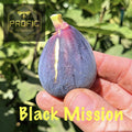 Ficus "Black Mission" Fig Tree Plant - Hardy Cold Tolerant - Perfect for Gardens - Ficus carica