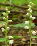Live Rattlesnake Orchid Plant - 5 Root System Perennial - Goodyera oblongifolia