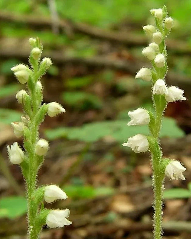 Live Rattlesnake Orchid Plant - 5 Root System Perennial - Goodyera oblongifolia