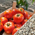 Homestead Tomato Seeds - 10+ Heirloom, Non-GMO, Organic, Drought Resistant - Solanum lycopersicum
