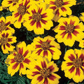 French Marigold Seeds, Dwarf Compact Variety, Naughty Marrietta, Tagetes patula