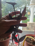 Purple Heart Wandering Jew Cuttings - 5+ Live Tradescantia Pallida Purpurea Plant Cuttings for Propagation