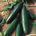 Diva Cucumber Seeds | Hybrid | AAS Winner | Non-GMO | Cucumis sativus