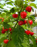 Red Habanero Pepper Seeds - 20+ Organic Exotic Rare Seeds (Capsicum chinense)