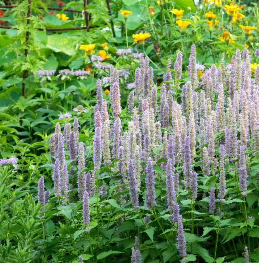 Hyssop Seeds - Giant Lavender Blue Agastache - Perennial Flower for Bees & Hummingbirds - 200 Count