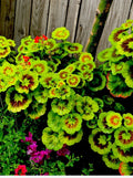 Variegated Geranium Cuttings, 6” Each, 3 Beautiful Cuttings, Pelargonium spp.