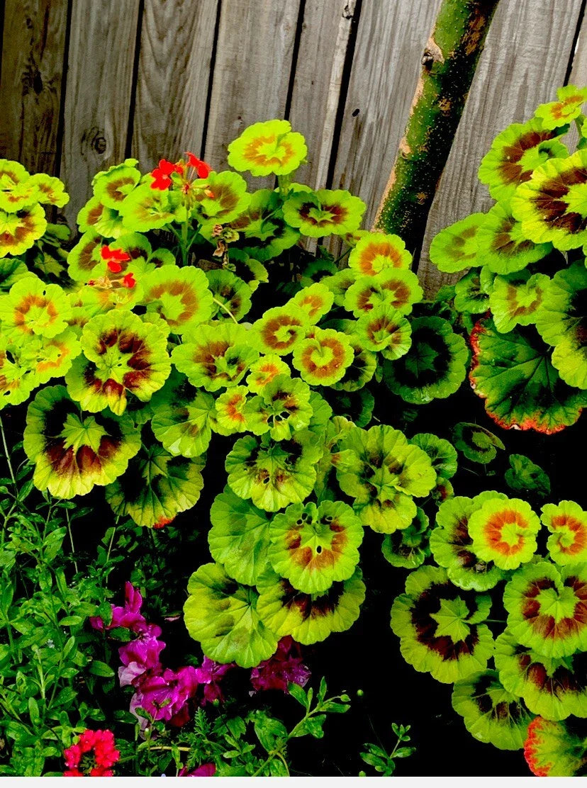 Variegated Geranium Cuttings, 6” Each, 3 Beautiful Cuttings, Pelargonium spp.