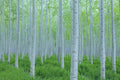 White Poplar Seeds for Planting - 30 Seeds - Fast Growing White Leaf Tree (Populus alba)