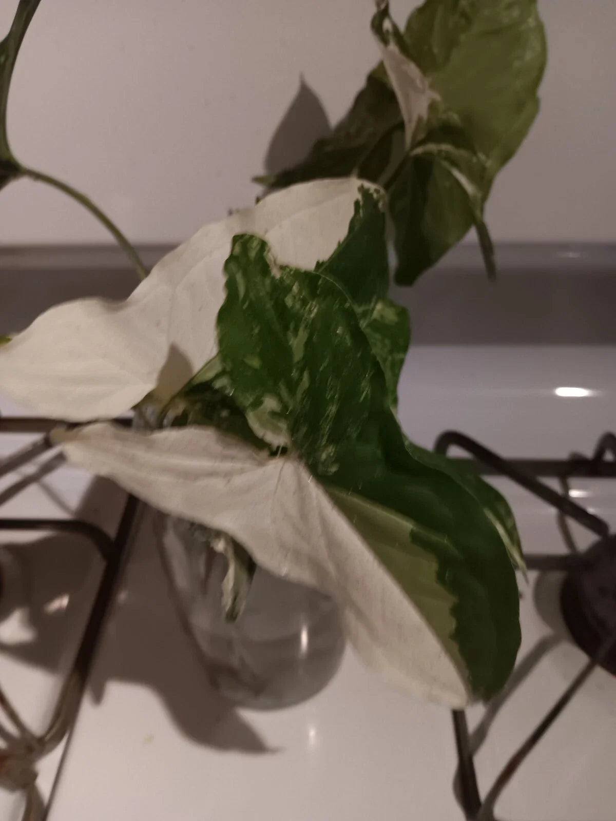Variegated Syngonium Albo Podophyllum Cutting - Unrooted Plant - Free Shipping, Buy 1 Get 1 Free