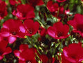 Scarlet Flax Seeds 200 Count - Linum usitatissimum - Non-GMO, Heirloom, Easy to Grow