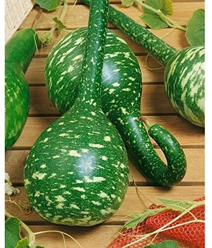 Dipper Gourd Seeds - 20 Long Handle Seeds for Planting - Lagenaria siceraria