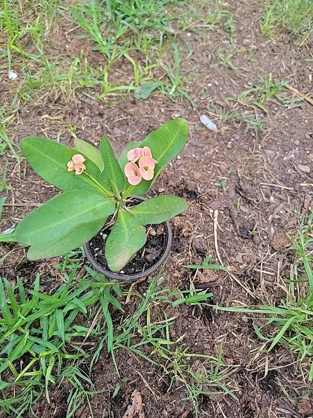 Thai Hybrid Crown of Thorns Plant, 4” Pot, 6 Inches Tall, Euphorbia milii, Colorful Succulent, Drought-Tolerant Houseplant