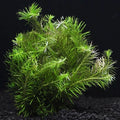 Rotala Nanjenshan 7 Stems - Easy Live Aquarium Aquatic Plant for Freshwater Tanks (Rotala sp.)
