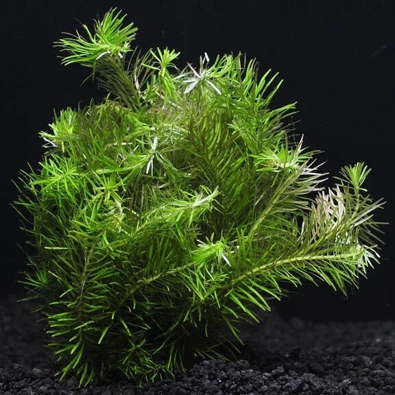 Rotala Nanjenshan 7 Stems - Easy Live Aquarium Aquatic Plant for Freshwater Tanks (Rotala sp.)