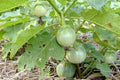 Thai Eggplant Seeds 200 Heirloom Seeds "Petch Siam" Vegetable, Solanum melongena, Non-GMO, Organic Gardening