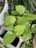 Live Organic Piper Lolot Plant 12"+ (Lá Lốt) - Bare Root Culinary Herb, Piper sarmentosum