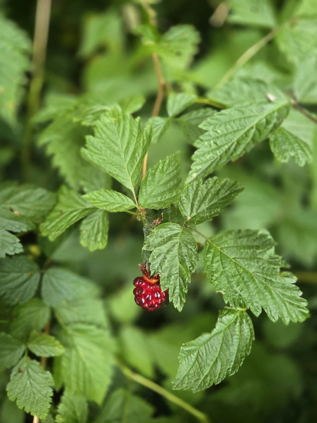 Live Salmonberry Plant Bare Root - Rubus Spectabilis - PNW Grown Edible Berry Bush for Gardens