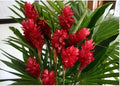 Hawaiian Red Ginger Plant - Small Rooted Starter - Alpinia purpurata - Tropical Flowering Plant for Gardens