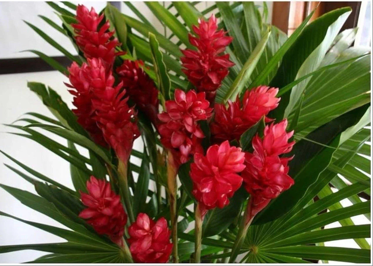 Hawaiian Red Ginger Plant - Small Rooted Starter - Alpinia purpurata - Tropical Flowering Plant for Gardens