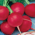 German Giant Radish Seeds - Select Quantities 30-10000 Seeds - Very Large, Delicious, Crispy - Raphanus sativus
