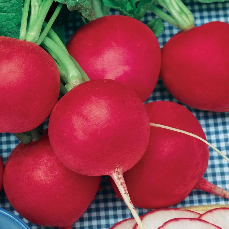 German Giant Radish Seeds - Select Quantities 30-10000 Seeds - Very Large, Delicious, Crispy - Raphanus sativus