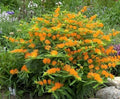 Orange Butterfly Weed Seeds - Native Wildflower Seeds for Container Garden - Asclepias tuberosa - 50+ Seeds