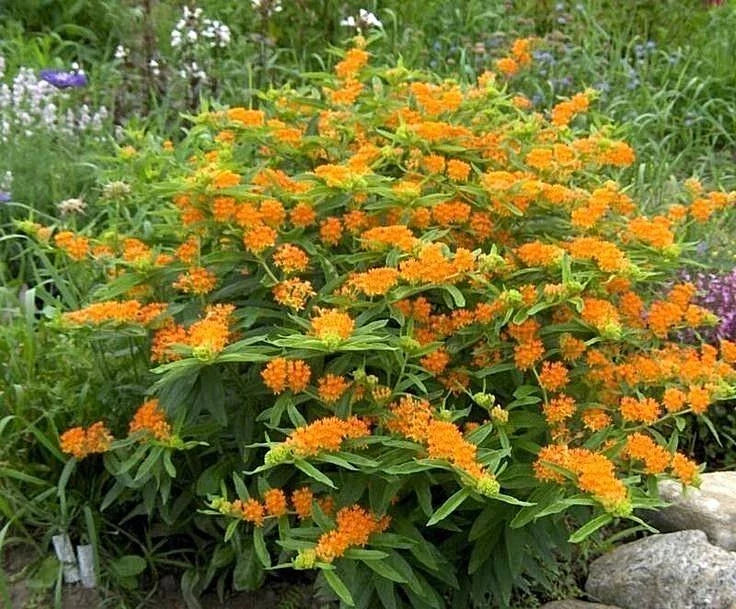 Orange Butterfly Weed Seeds - Native Wildflower Seeds for Container Garden - Asclepias tuberosa - 50+ Seeds