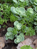 Sedum Mix of Live Low-Growing Hardy Perennial Plants - Succulent Ground Covers (Sedum spp.)