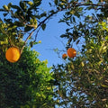 Valencia Sweet Orange Tree Cuttings Bud Stick for Grafting - Citrus sinensis - 4 Pack