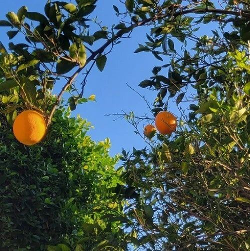 Valencia Sweet Orange Tree Cuttings Bud Stick for Grafting - Citrus sinensis - 4 Pack