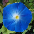 Heavenly Blue Morning Glory Seeds | Giant 5" Blue Flowers | Ipomoea tricolor | Non-GMO, Easy to Grow