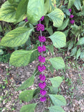American Beautyberry Live Plant 12”+ Bare Root Purple 'Callicarpa americana' Edible Garden Perennial