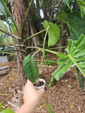 Syngonium chiapense Plant - Fully Rooted 2.5" Pot, 3 Leaves, 12" Length, Tropical Houseplant