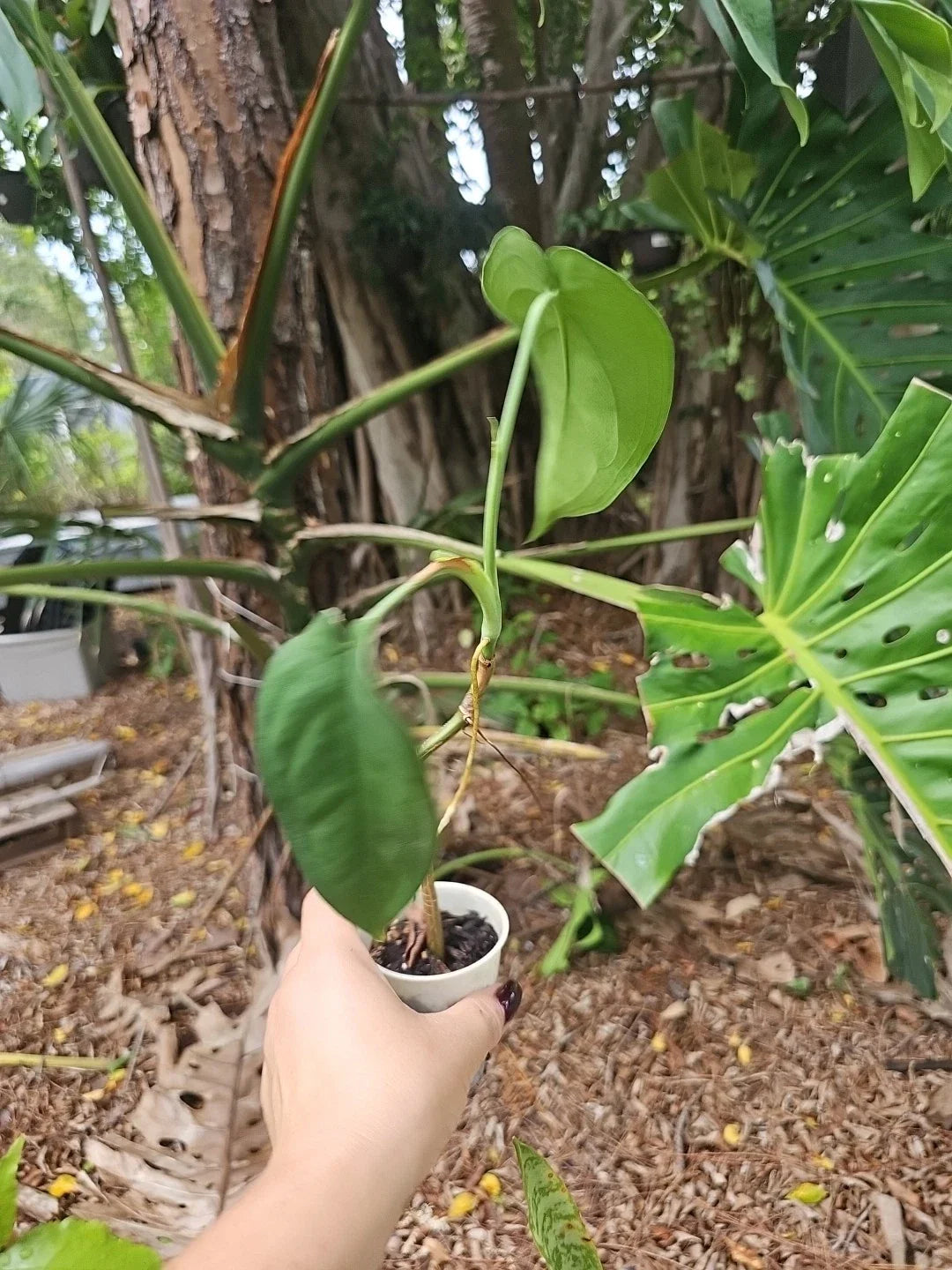 Syngonium chiapense Plant - Fully Rooted 2.5" Pot, 3 Leaves, 12" Length, Tropical Houseplant