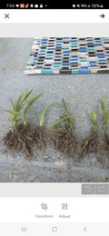 30 Orange Daylily Live Plants - Easy to Grow - Hemerocallis - Maine Grown, Free Shipping