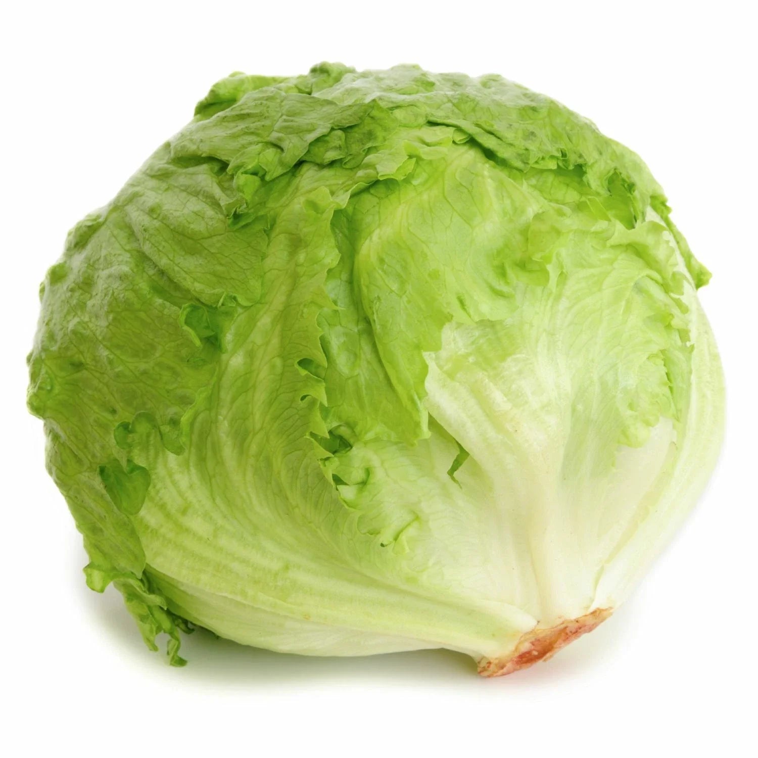 Iceberg Lettuce Seeds | Heirloom Non-GMO | Crisp Green Variety | Lactuca sativa
