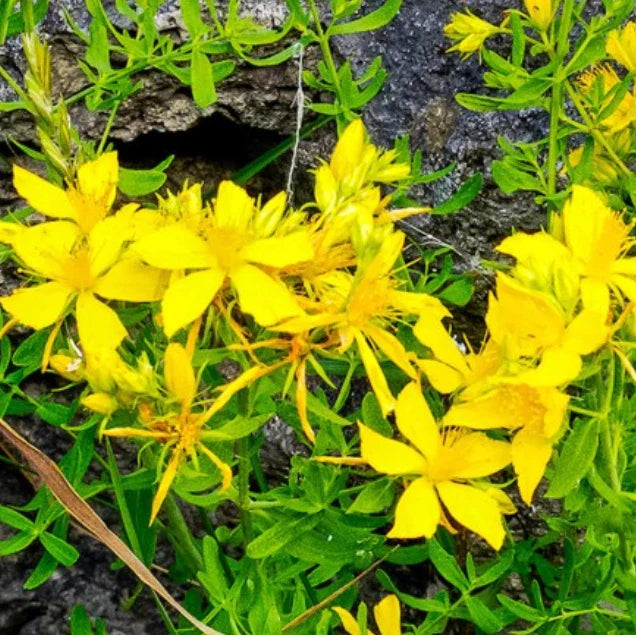 Great St. John's Wort Seeds - Yellow Medicinal Herb - Hypericum perforatum - Non-GMO - 1000 Seeds
