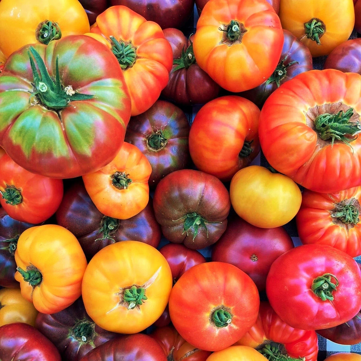 Rainbow Mix Beefsteak Tomato Seeds | Mixed Color Vegetable Seed | Solanum lycopersicum | 2025